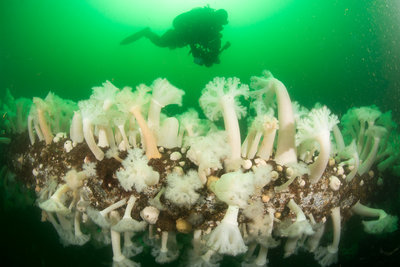 Plumose-covered pilings