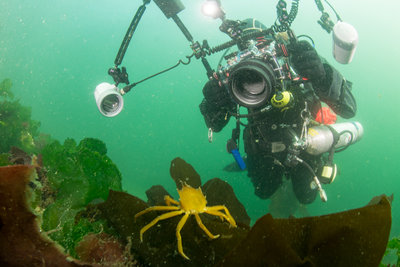 Jess paparazziing a kelp crab