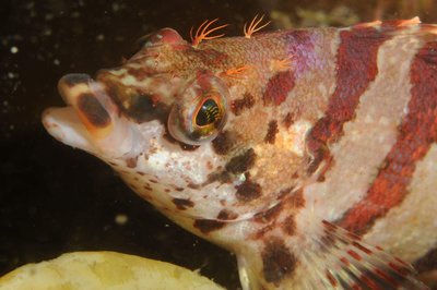 Painted Greenling smiling for me :)