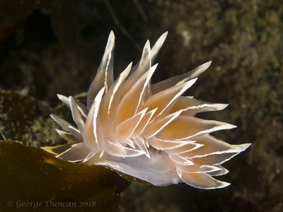 Alabaster Nudibranch.jpg
