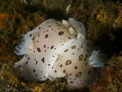Spotted Nudibranch.jpg