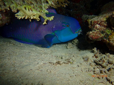 Parrot Fish