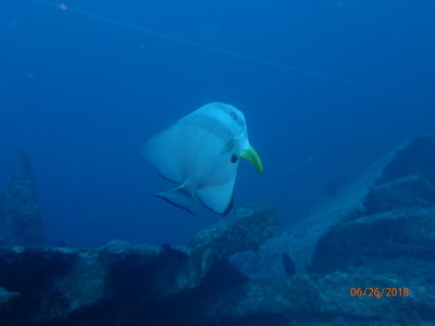 Bat fish