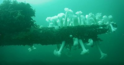 White plumose anemones on jack piling - (Alki) scuba dive  7-22-2018.jpg