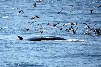 Minke whale