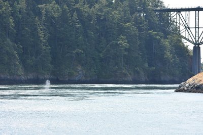 Humpback in Deception Pass