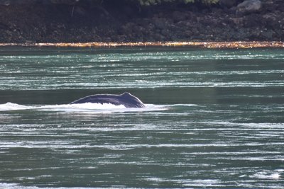 Young humpback in Deception Pass
