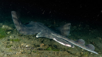 Giant Skate