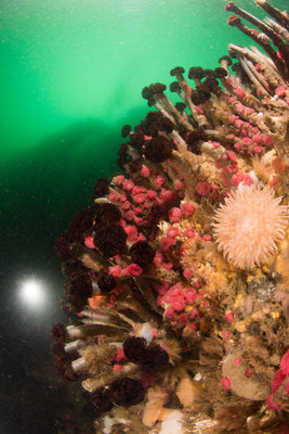 Tube worm city