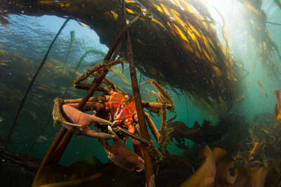 Derek loves crabs!