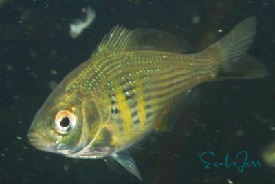 Soooo many perch at Keystone, It was like an aquarium down there :)