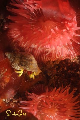 baby crab on a walk about