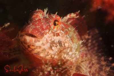 Happy Sculpin