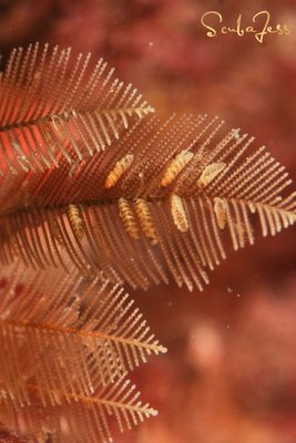 Hydroids under the bridge