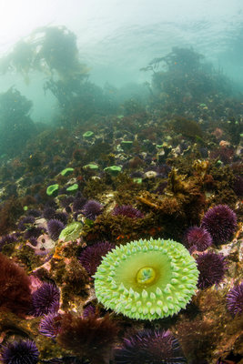 The shallows at Seal Rock