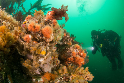 Reef life at Waddah Island Fingers