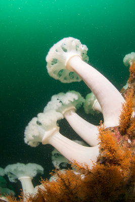 Some plumose line the ledge at Third Beach Pinnacle