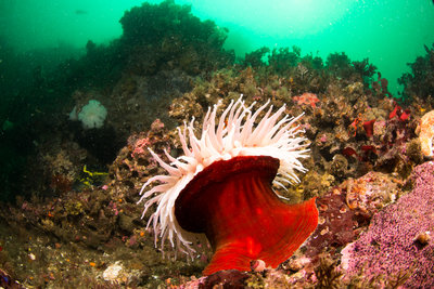 Fish eating anemone at the bottom of a typical slope at Waddah Island fingers