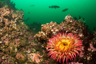 A fish eating anemone (10-12&quot; across)