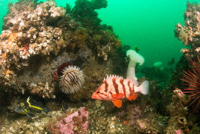 The fabled Tiger Rockfish (and a China too!)