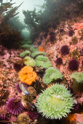 Some surf anemones line a surge channel at Mushroom Rock