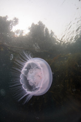 Moon Jelly