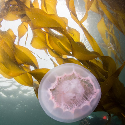 The bay at mushroom rock had the biggest moon jellies I've ever dove with