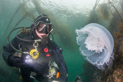 Another look at one of the moon jellies