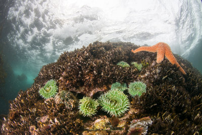 Surf anemones and an ochre star in the surge zone at Mushroom Rock