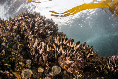 Gooseneck barnacles in the surge zone at Mushroom Rock