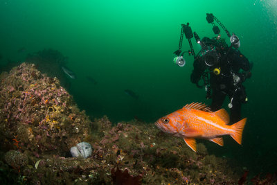 Canary rockfish and wolfie