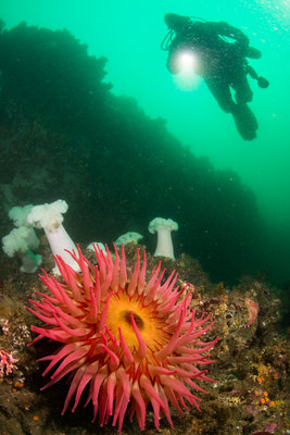 Fish eating anemone