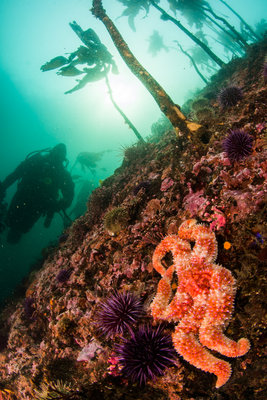 Sea star and urchins and diver at Mushroom Rock