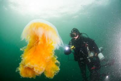 We encountered this beautiful egg yolk jelly immediately on descent at Seal Rock