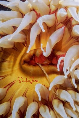 Fish Eating anemone at Salt Creek