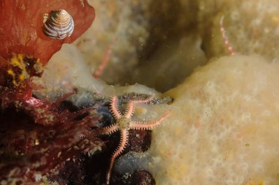 baby brittle star