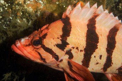 Tiger Rock fish are AWESOME!! I think this guy is like 100 years old!