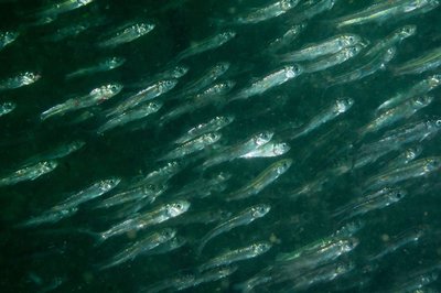 school of silver cuties at Salt Creek