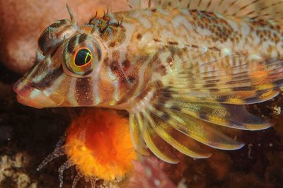 Longfin Sculpin