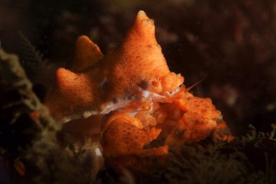 one of the adorable baby Puget sound King Crabs Yelloweye found for me. These guys are tiny little adorable tanks!