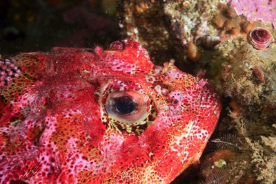 super colorful red Irish lord