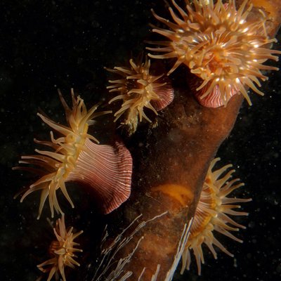 brooding anemones on kelp