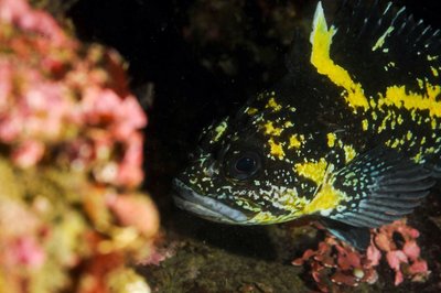 China rockfish are so friendly at Neah Bay, I was so happy to see them