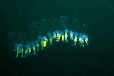 I had to take a break from the huge egg yolk jellyfish to take a snap of this baby salp :)