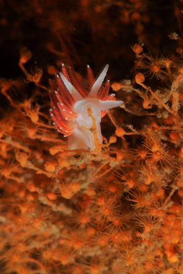 A happy 3 lined nudie feasting on Orange Mouth Hydroids at 3rd Beach Pinnacle
