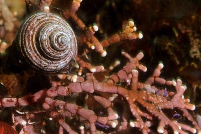 Top Snail in Rock Greenling territory