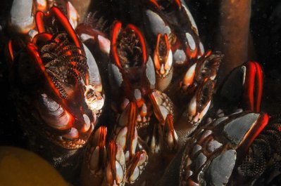 RED GOOSE Neck barnacles!!!! I've been wanting to see these guys for years, was sooooo happy to see them!! Had to hold on to some kelp for dear life to get this snap!