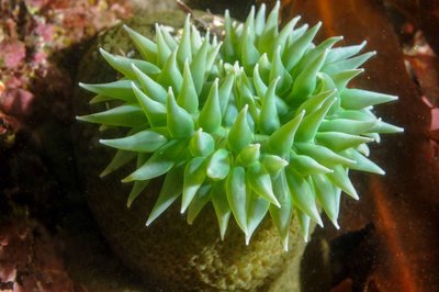 Surf zone anemone at Mushroom Rock