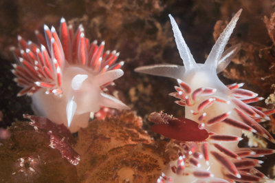 Nudibranchs checking each other out