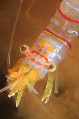 Candy Stripe Shrimp